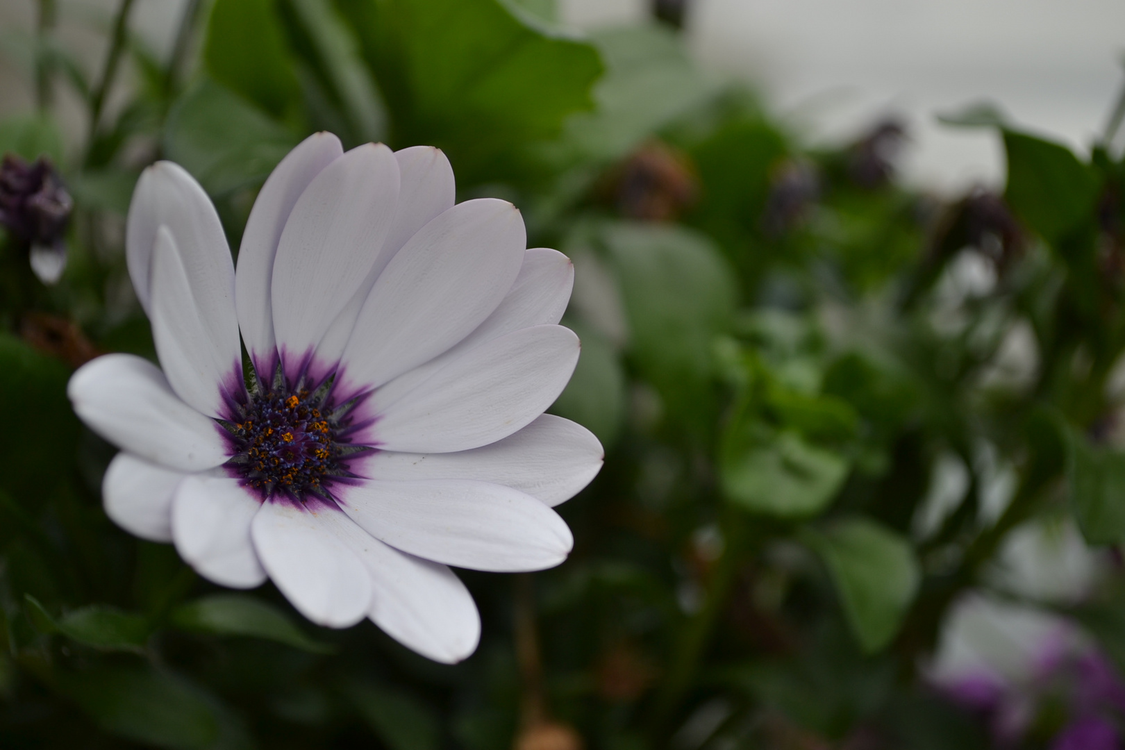 Blüte im Garten