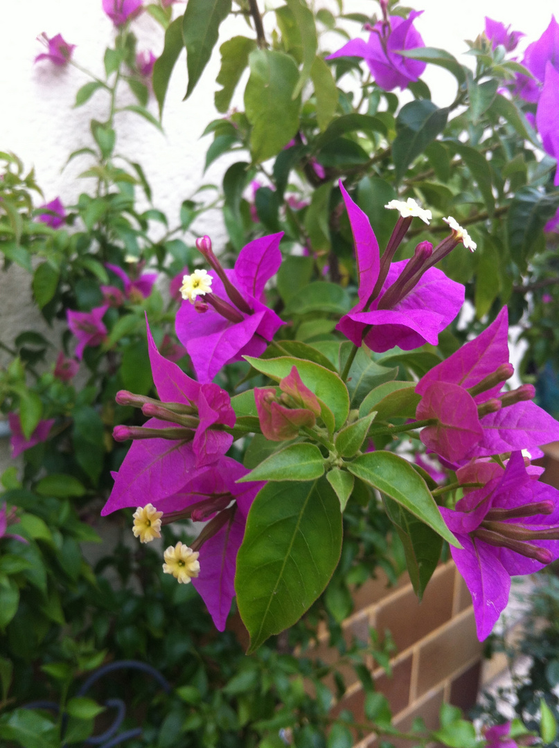 Blüte im Garten