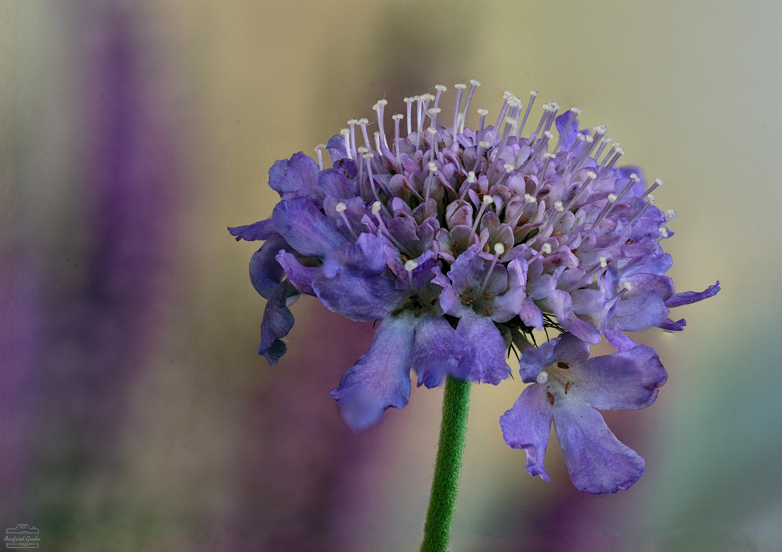 --- Blüte im Garten ----