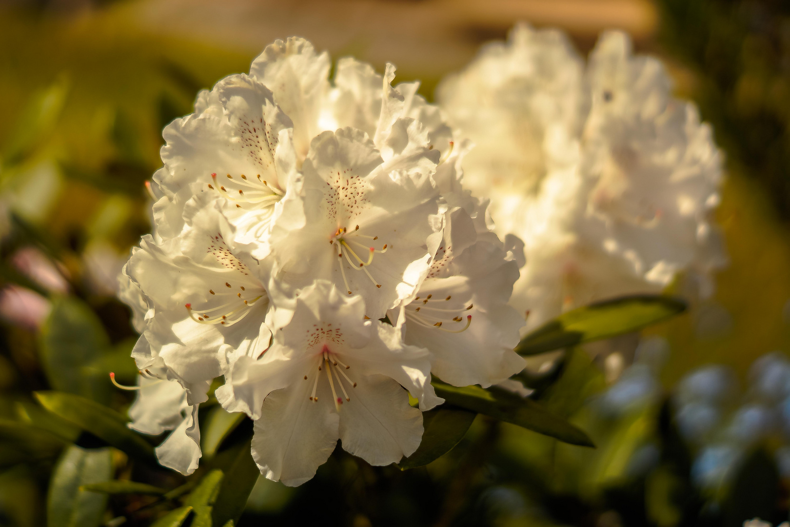 Blüte im Garten