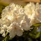 Blüte im Garten