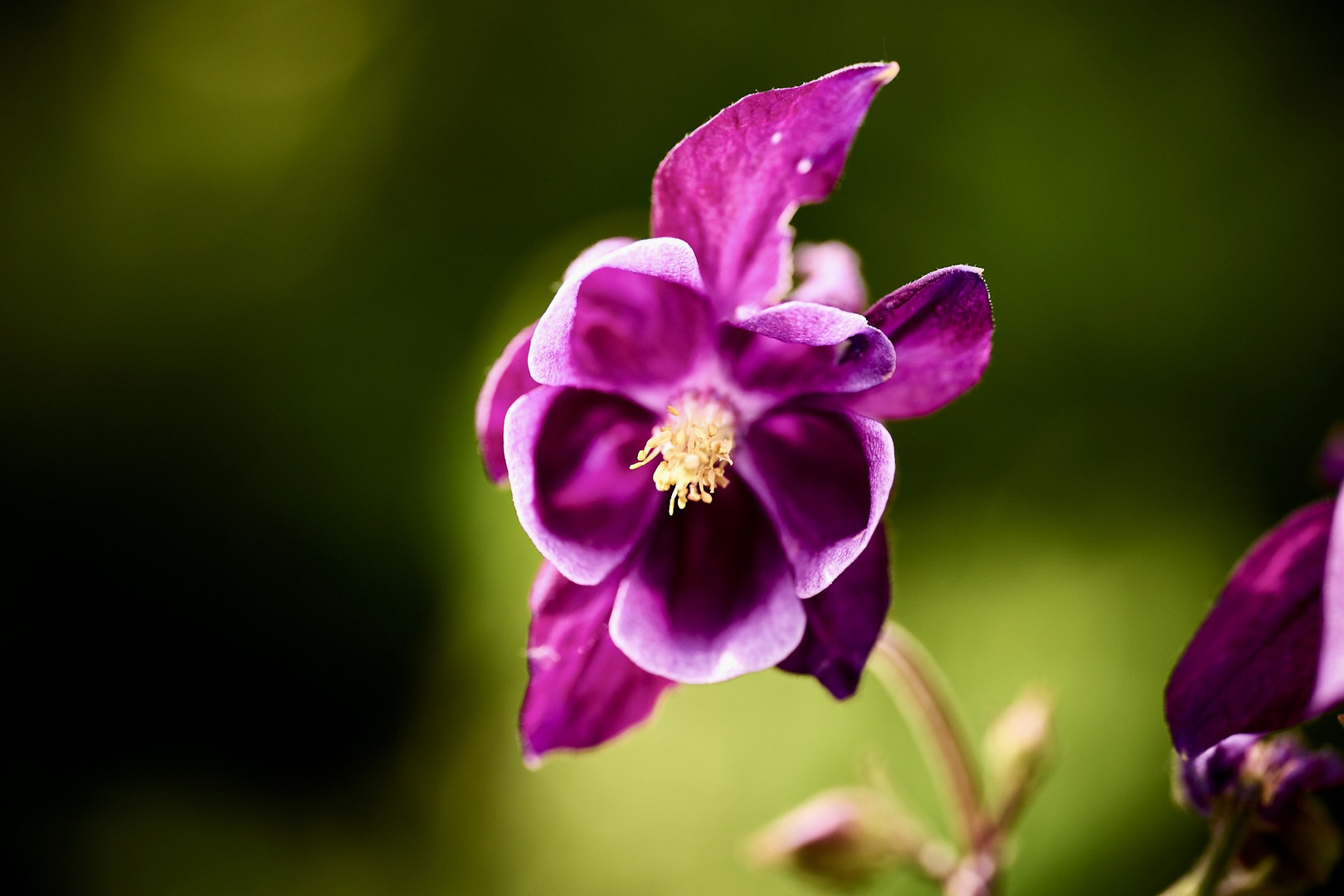 Blüte im Garten…