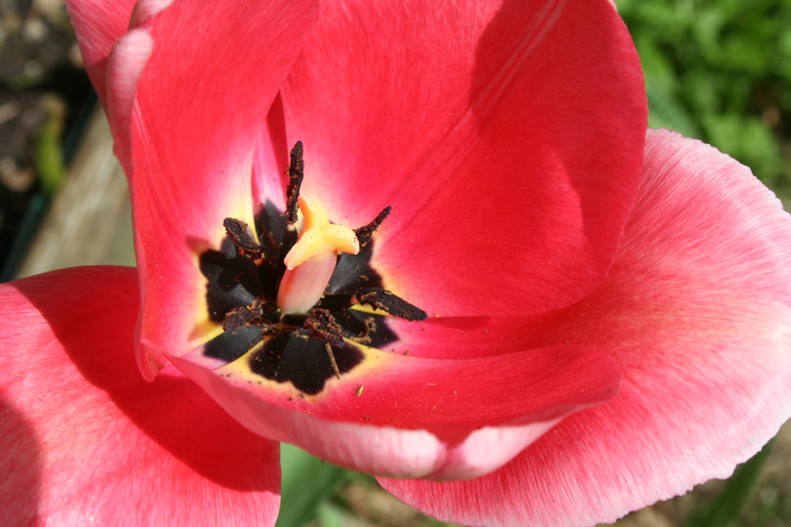 Blüte im Garten