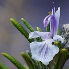 Blüte im Garten