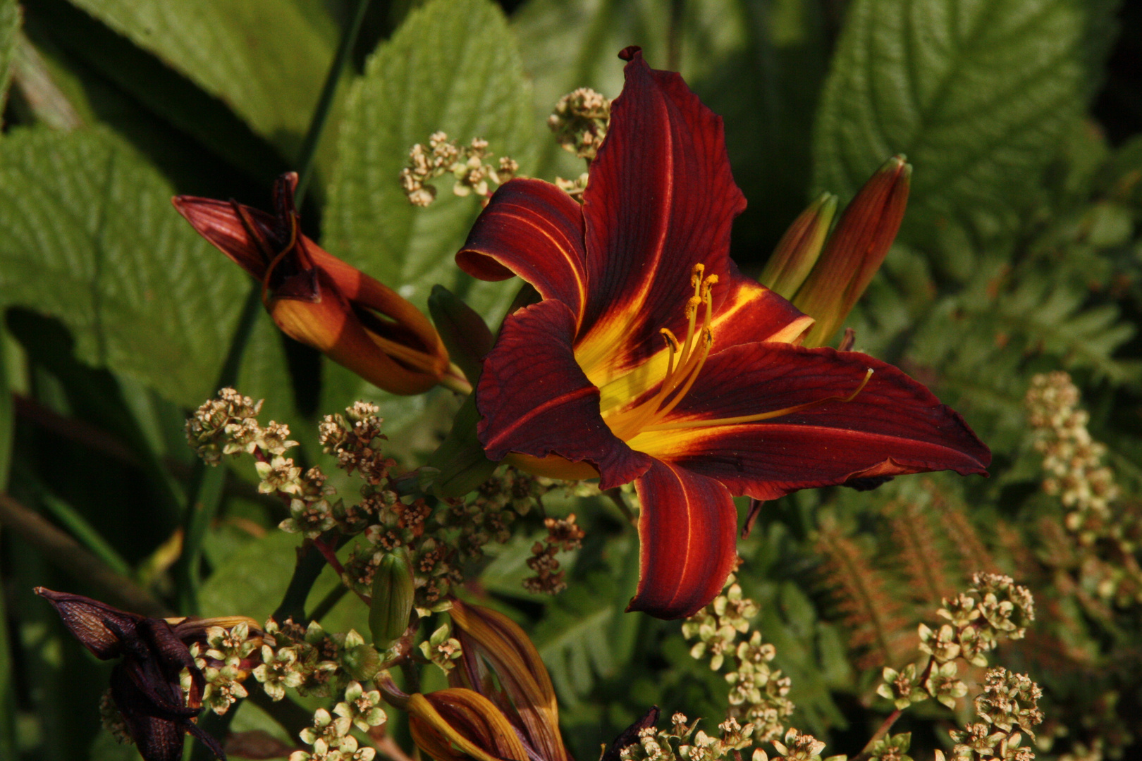 Blüte im Garten