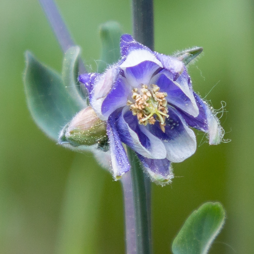 Blüte im Garten