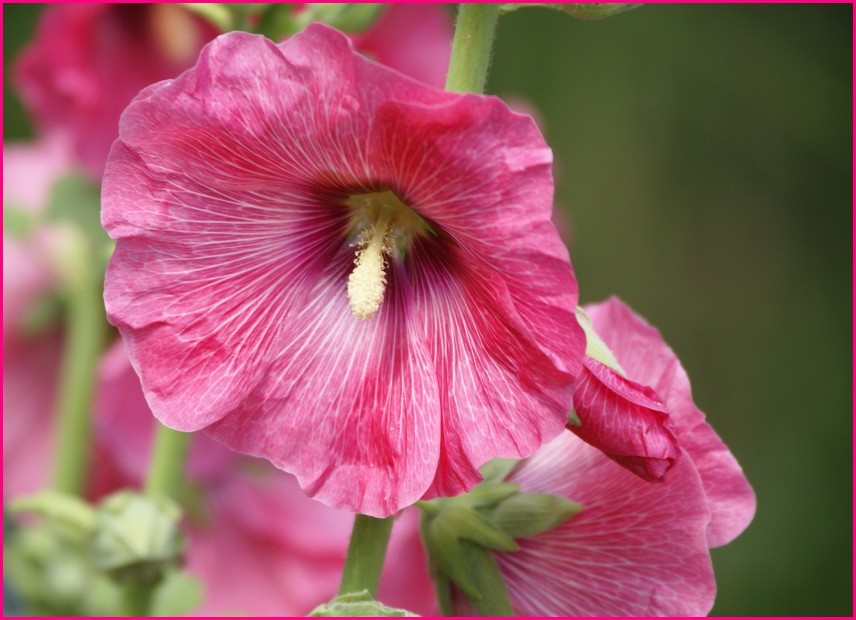 Blüte im Garten