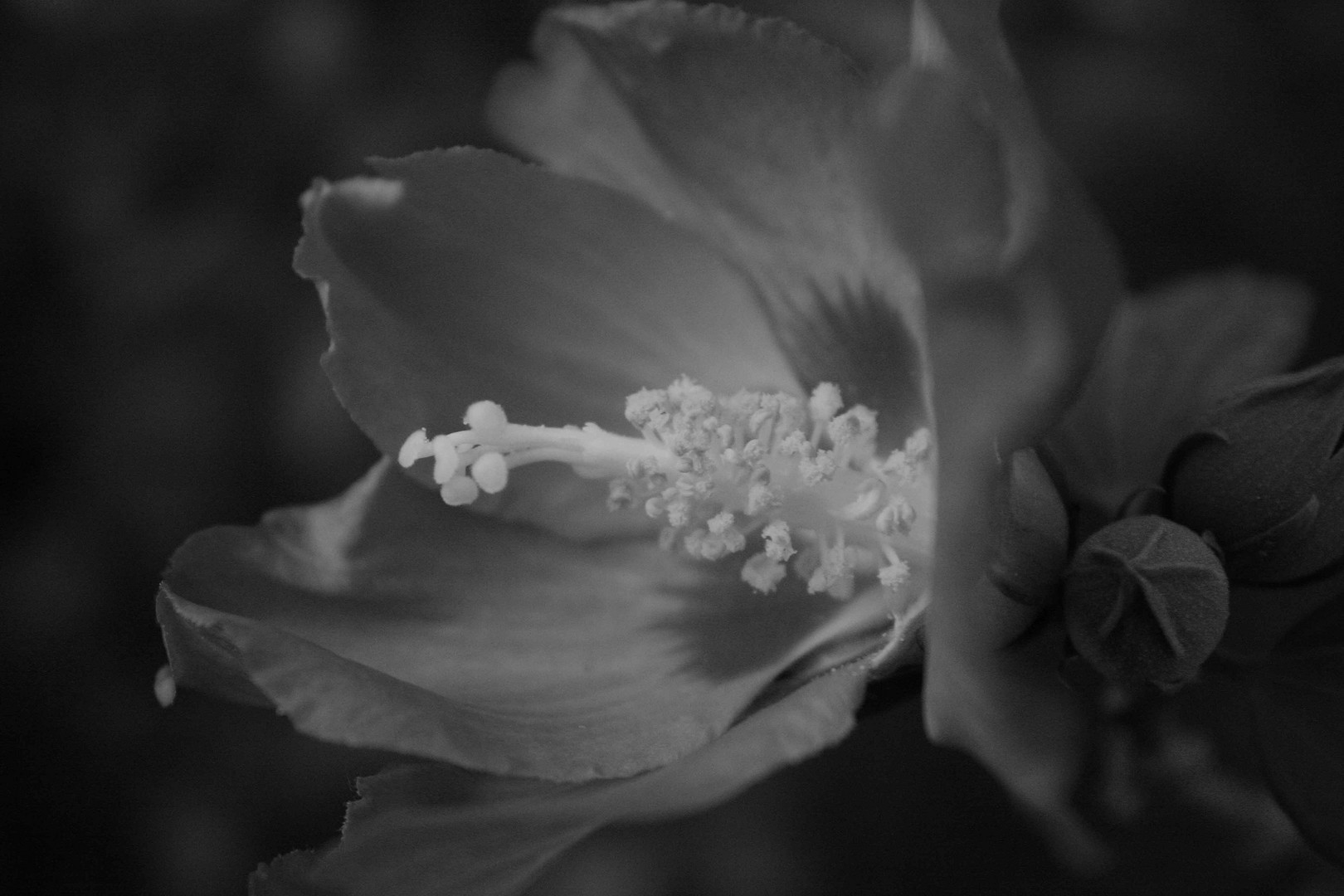 Blüte im Garten in Schwarzweiß