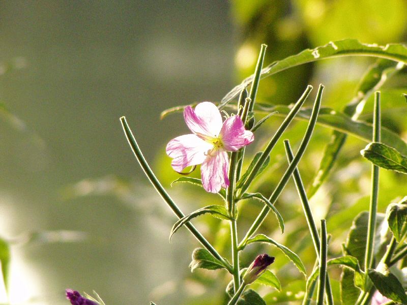 Blüte im Gegenlicht