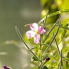 Blüte im Gegenlicht