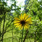 Blüte im Gegenlicht