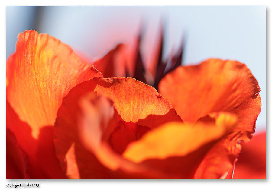 Blüte im Gegenlicht