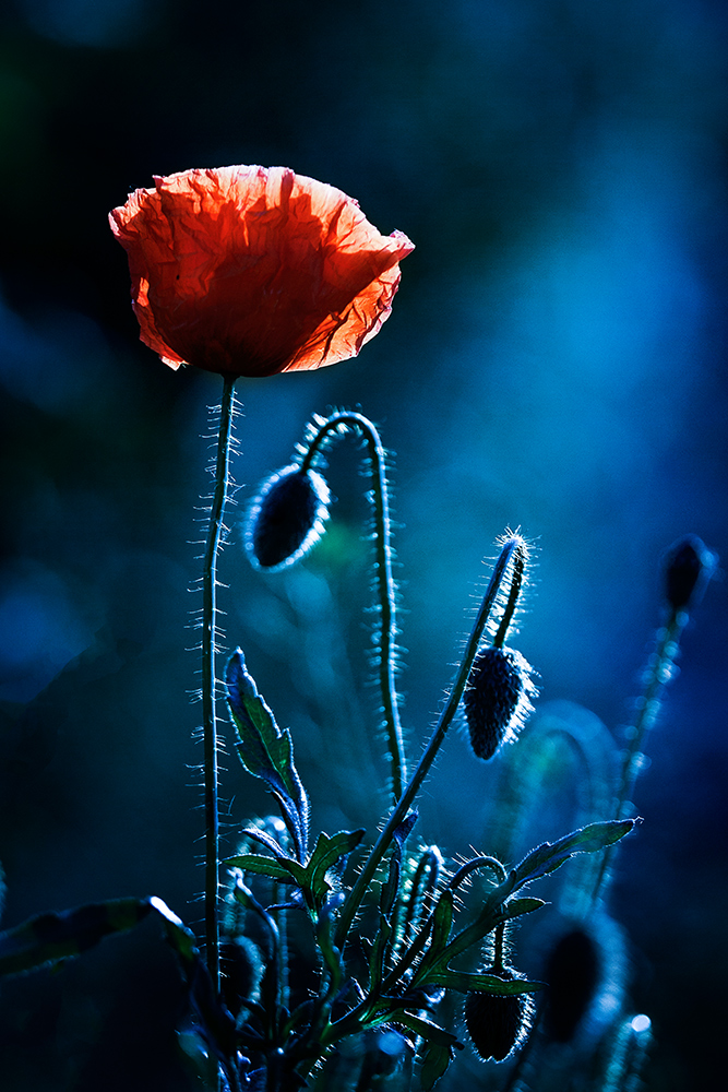 Blüte im Gegenlicht