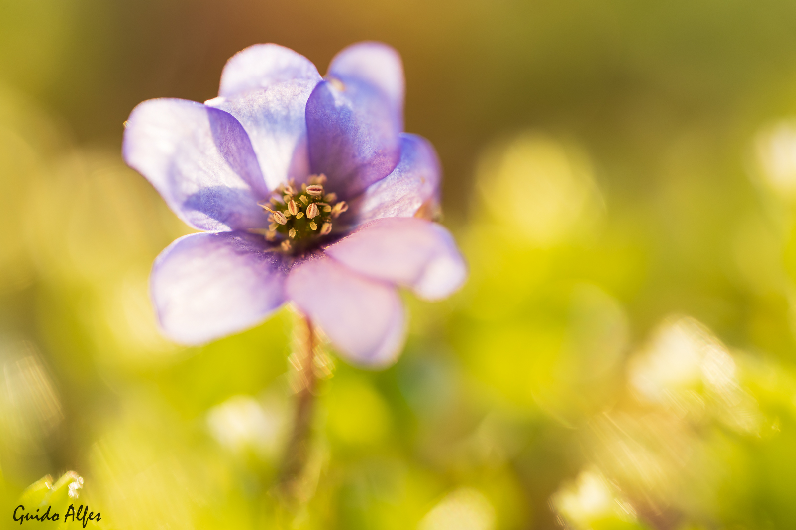 Blüte im Gegenlicht