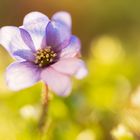 Blüte im Gegenlicht