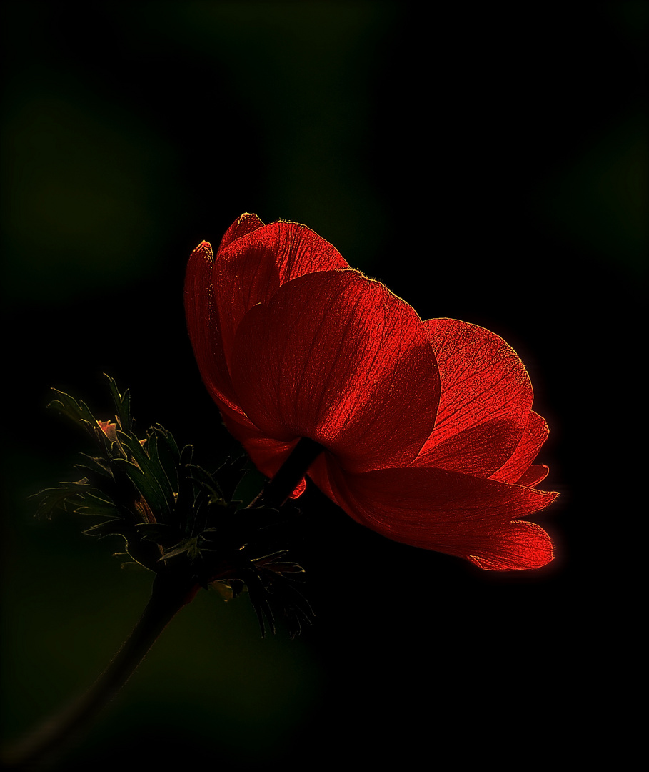 Blüte im Gegenlicht