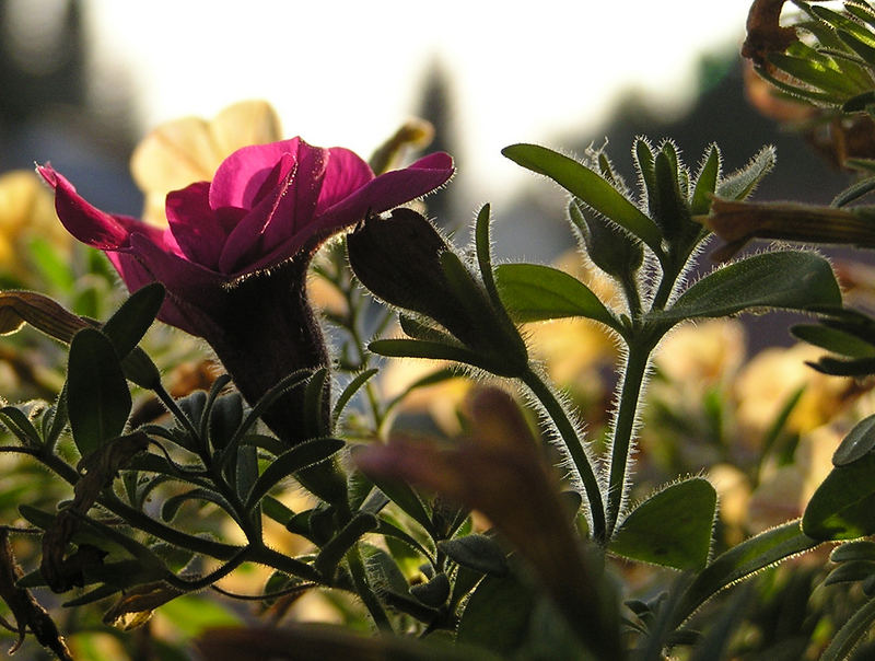 Blüte im Gegenlicht