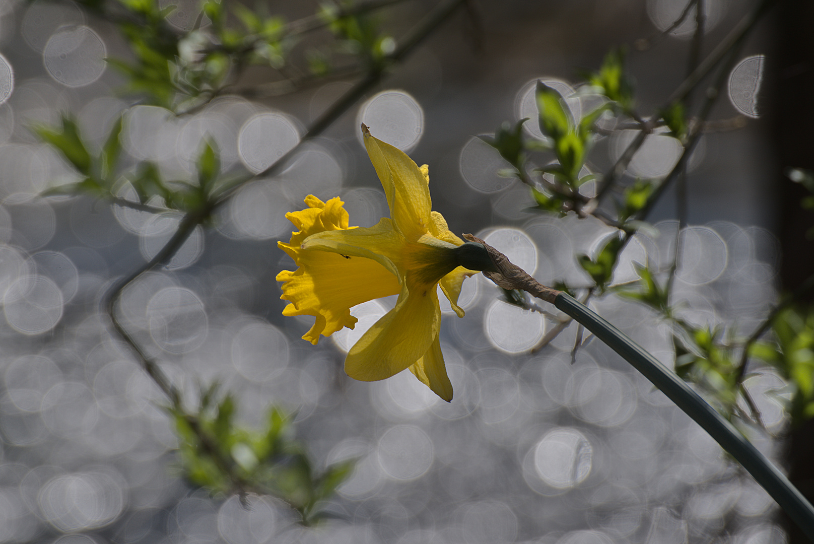 Blüte im Gegenlicht