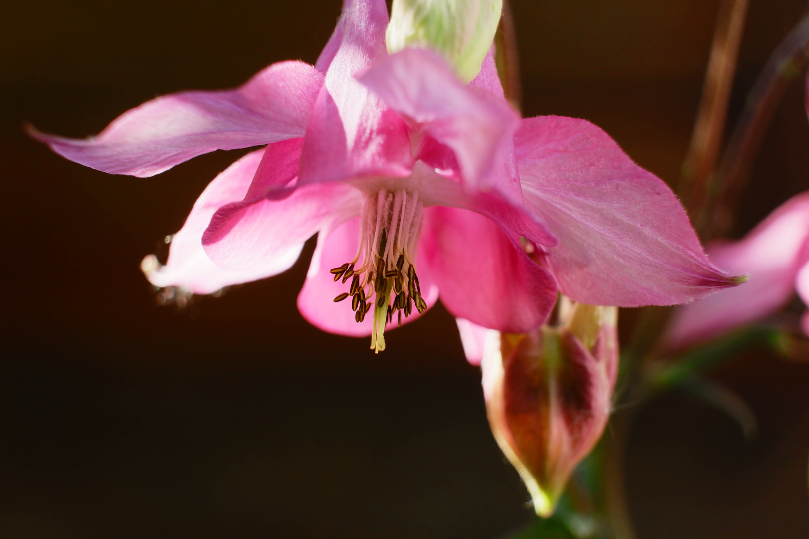 Blüte im Gegenlicht