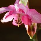 Blüte im Gegenlicht