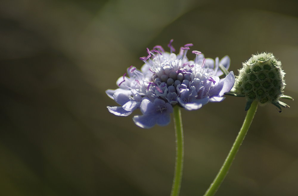 Blüte im Gegenlicht