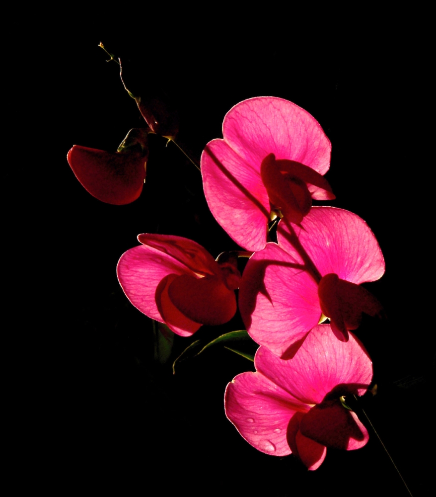 Blüte im Gegenlicht