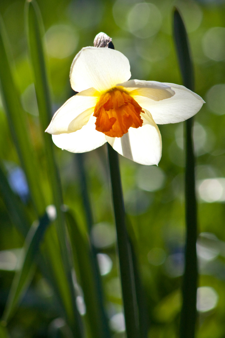 Blüte im Gegenlicht