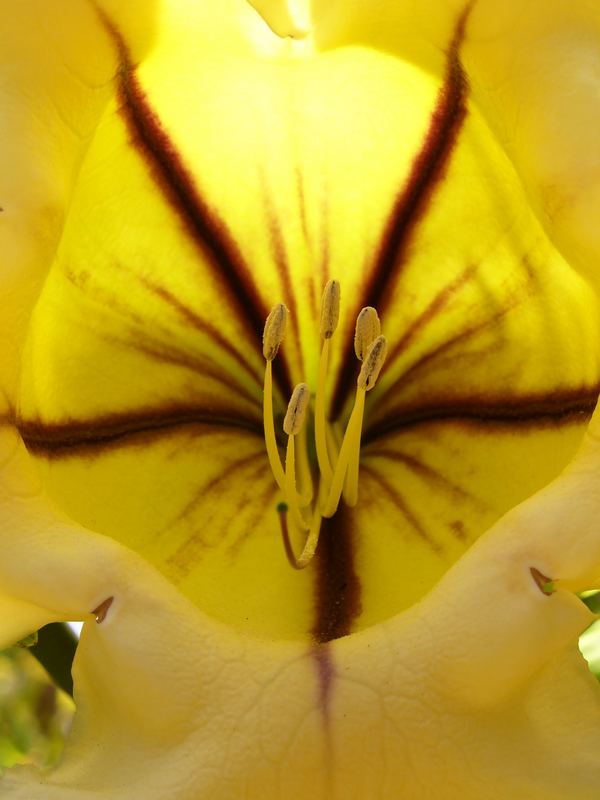 Blüte im Gegenlicht