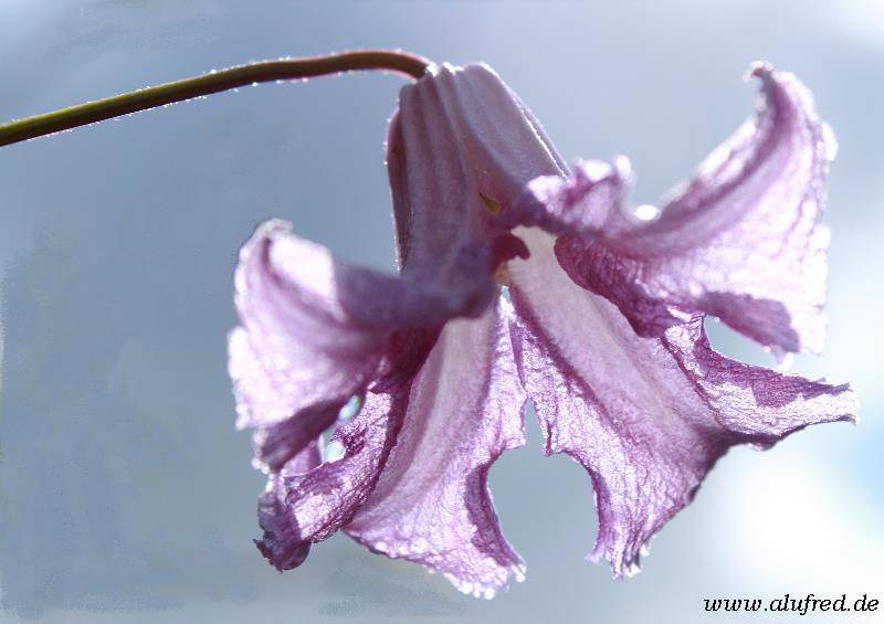 Blüte im Gegenlicht