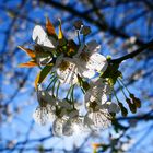 Blüte im Gegenlicht