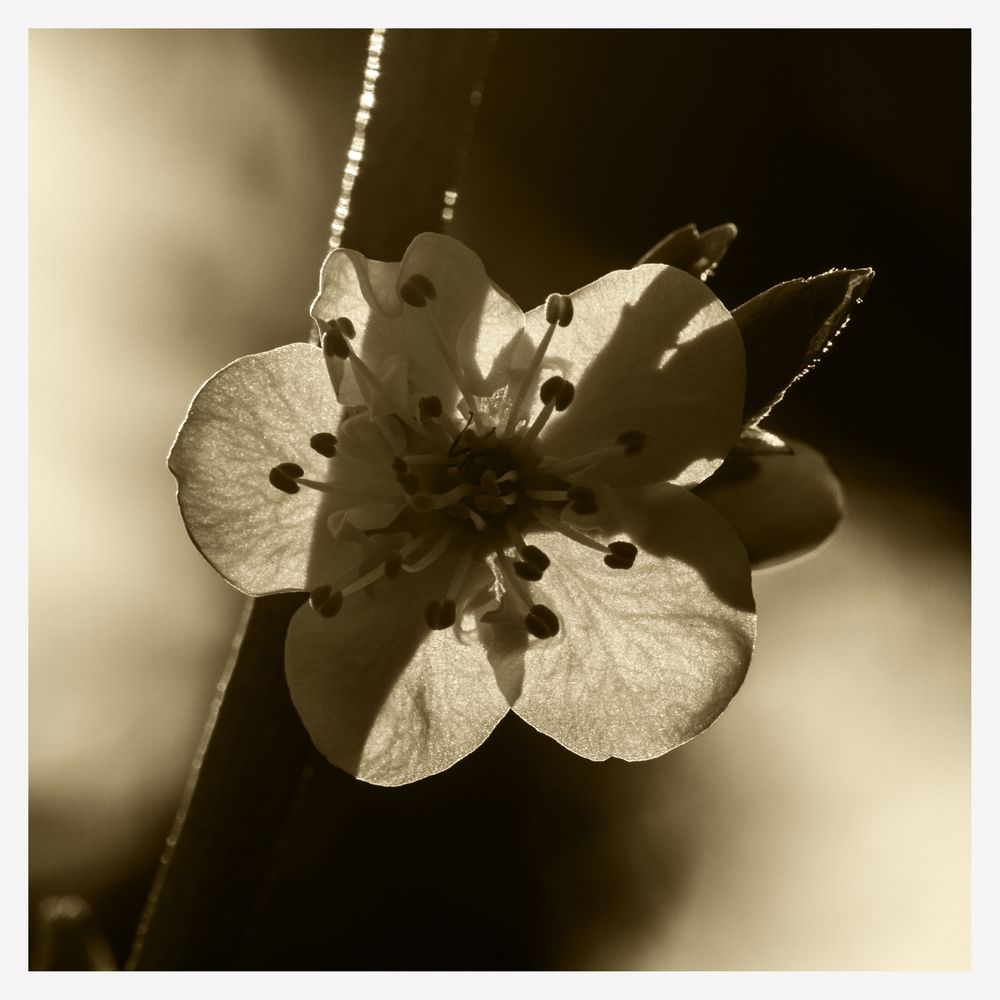 Blüte im Gegenlicht von Caddil 