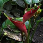 Blüte im Gewächshaus der Ruhr-Uni Bochum