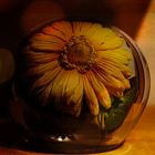 Blüte im Glas f