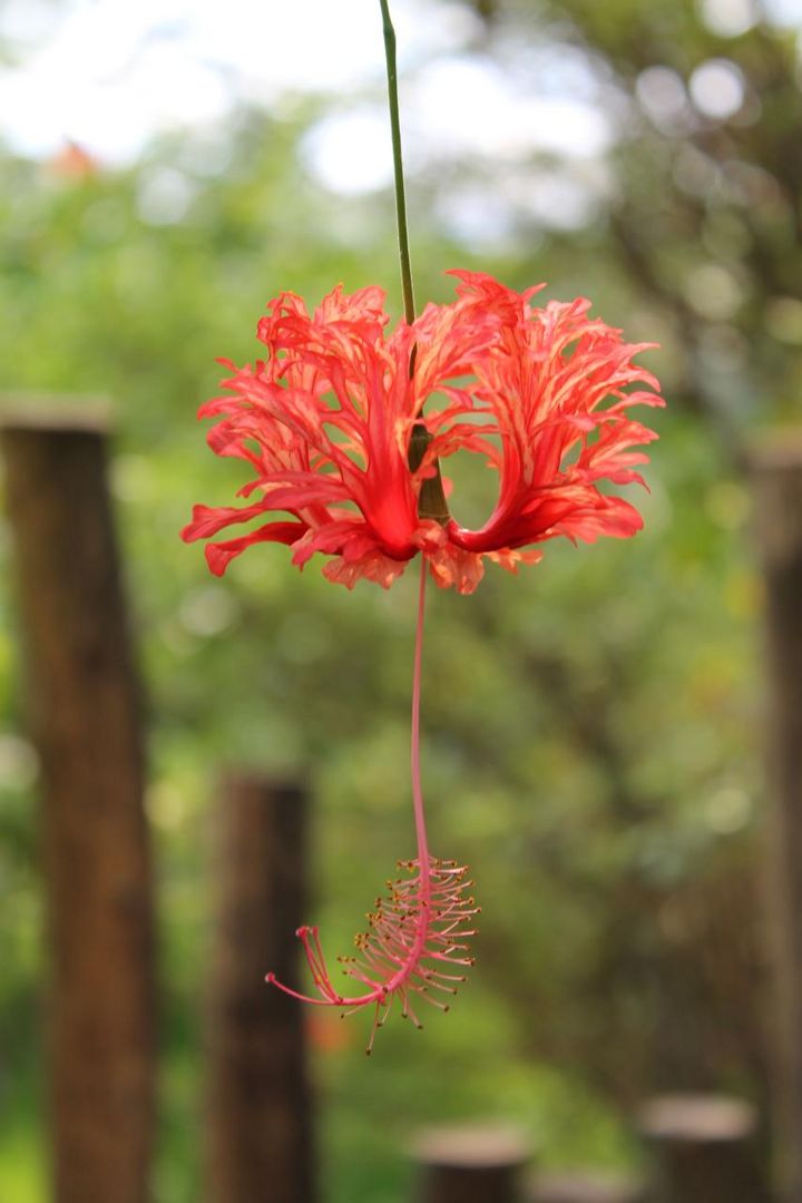 Blüte im Gondwanaland