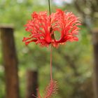 Blüte im Gondwanaland