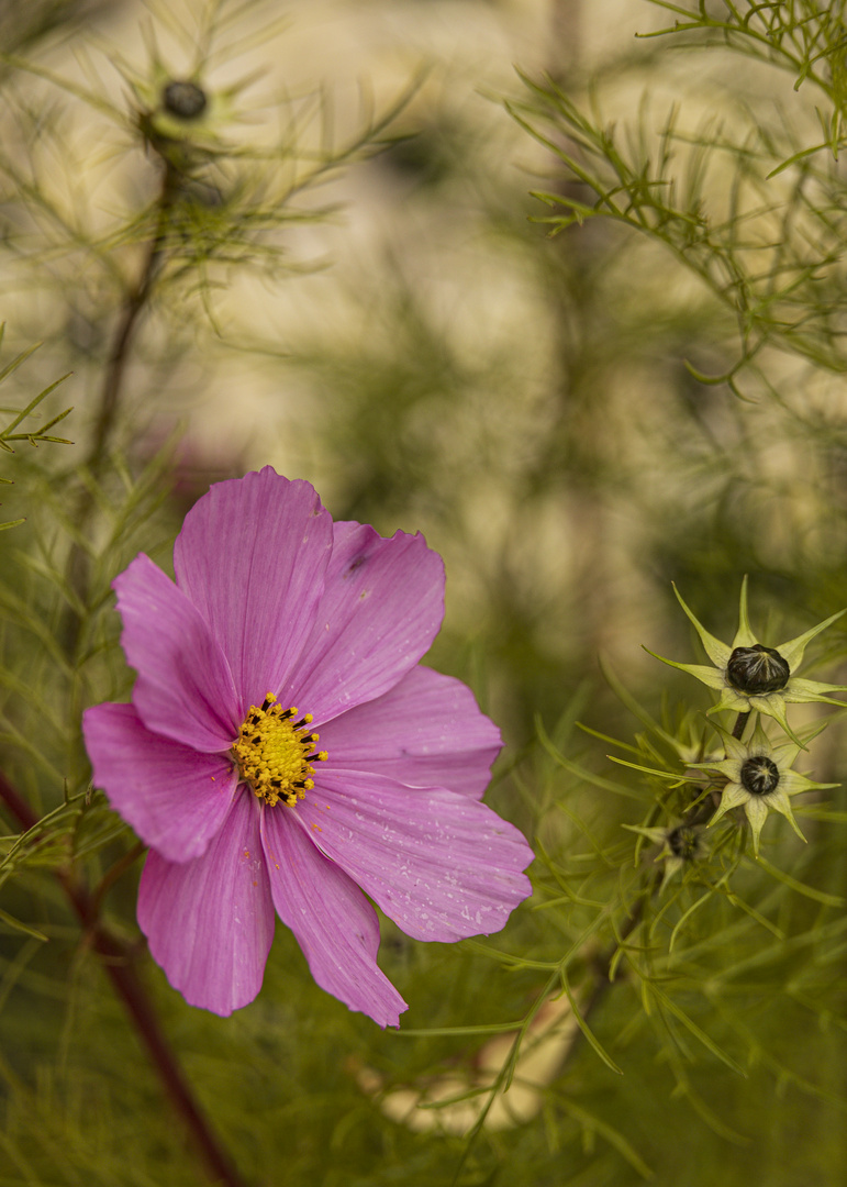 Blüte im grün-2150