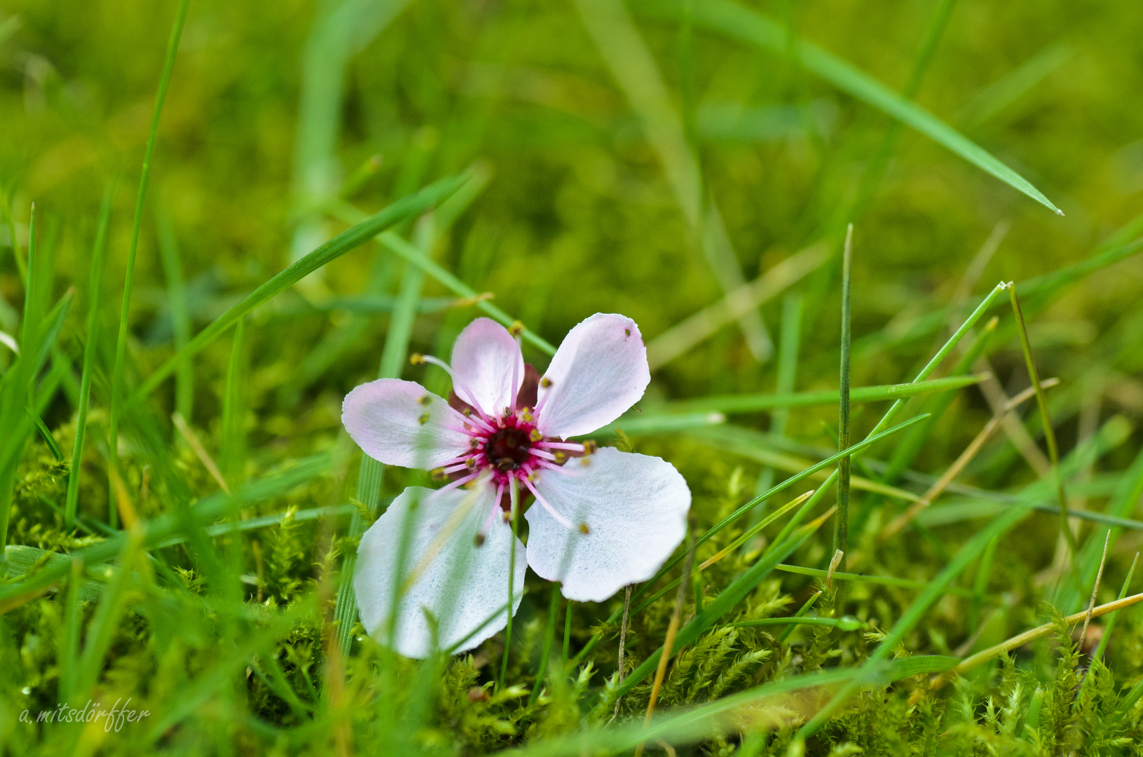 Blüte im grünen Gras