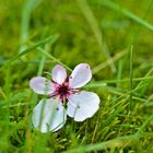 Blüte im grünen Gras