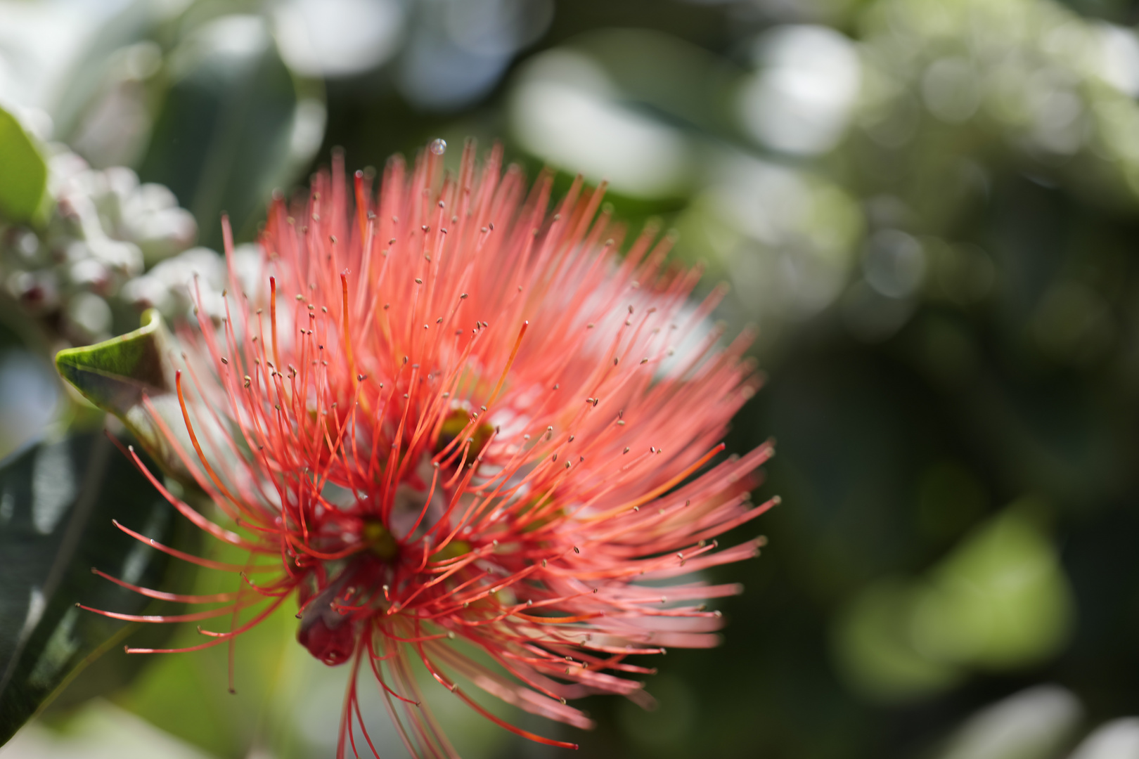 Blüte im Hafen von Palma de Mallorca