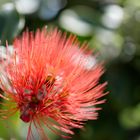 Blüte im Hafen von Palma de Mallorca