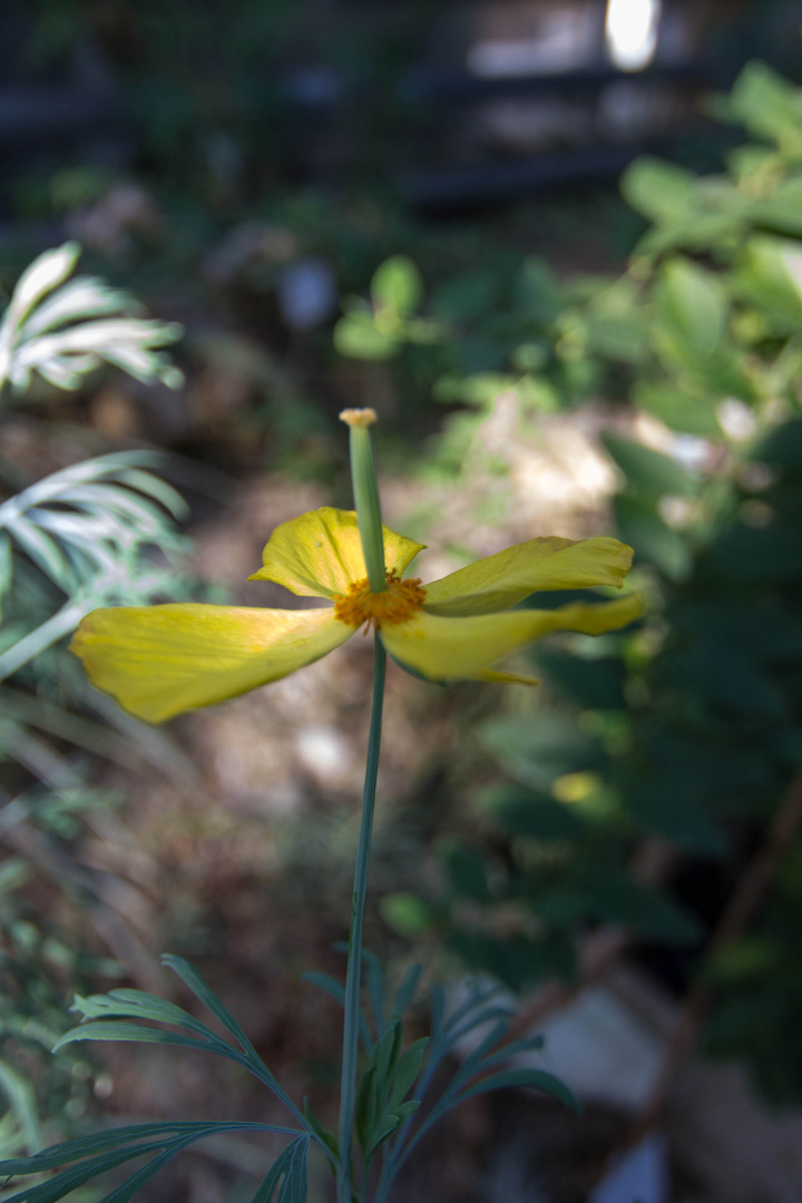 Blüte im Halbschatten