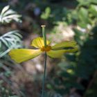 Blüte im Halbschatten