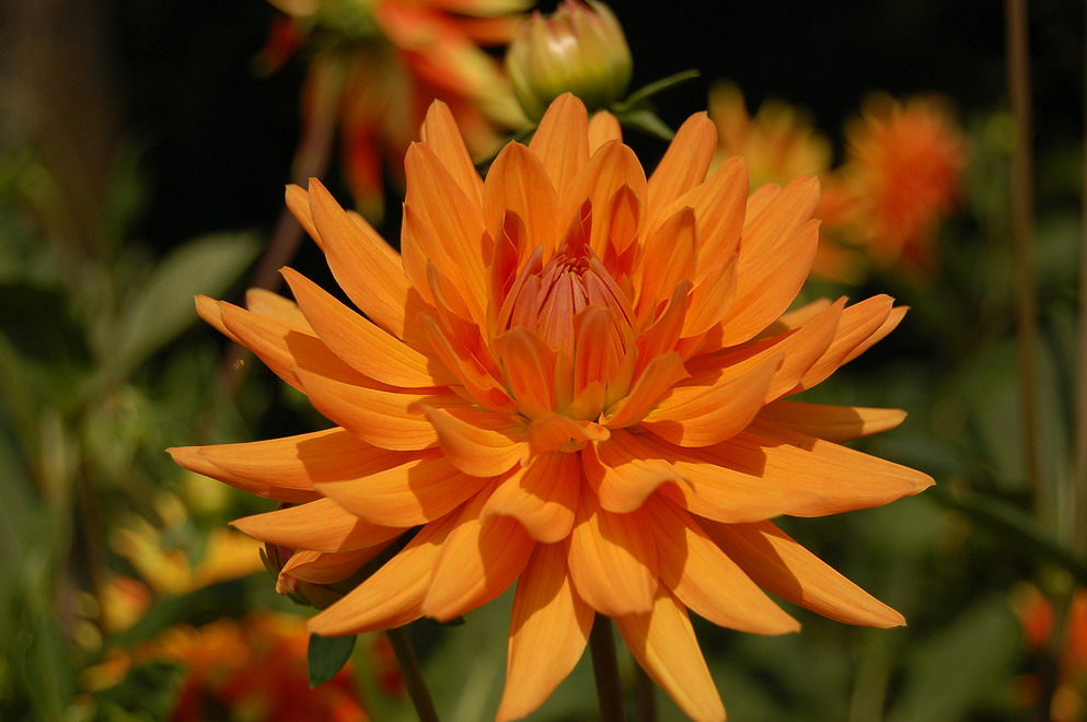 Blüte im Heidepark