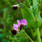 Blüte im herbslichen Acker