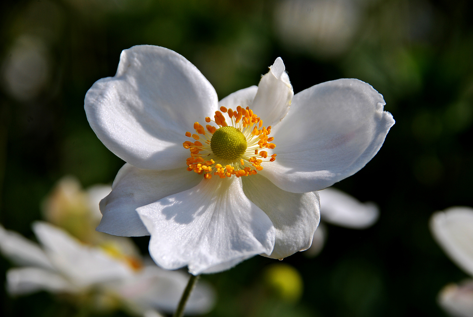 Blüte im Herbst