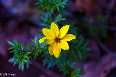 Blüte im Herbst