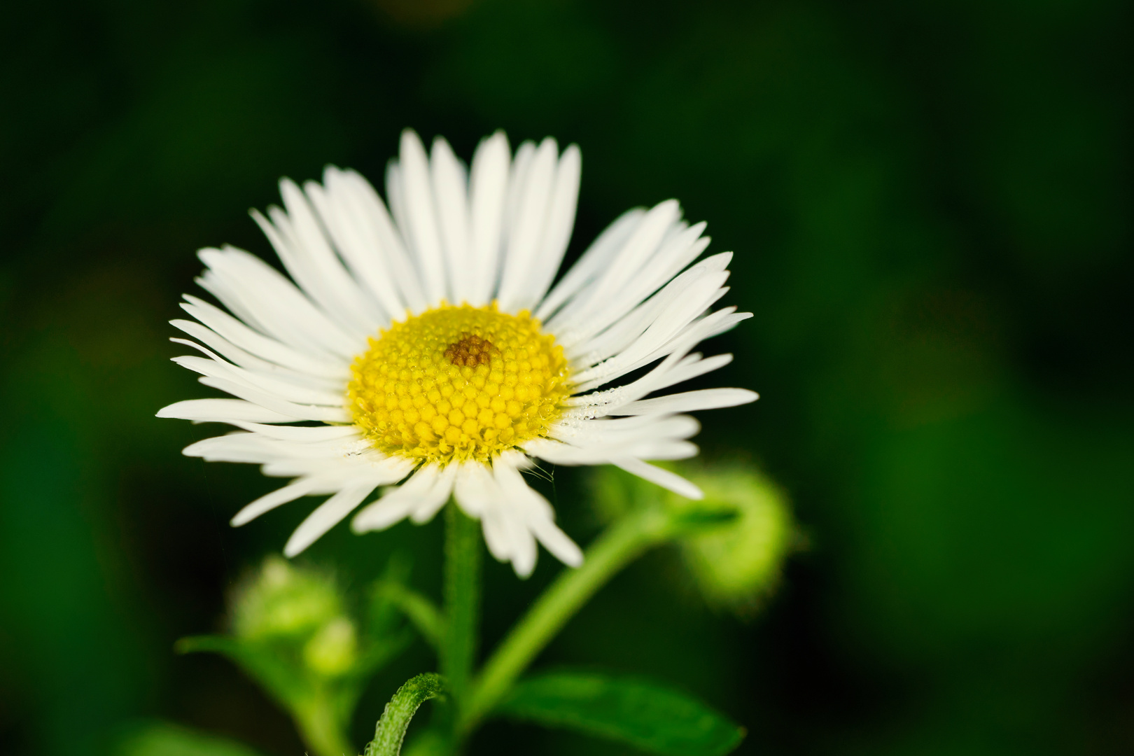 Blüte im Herbst