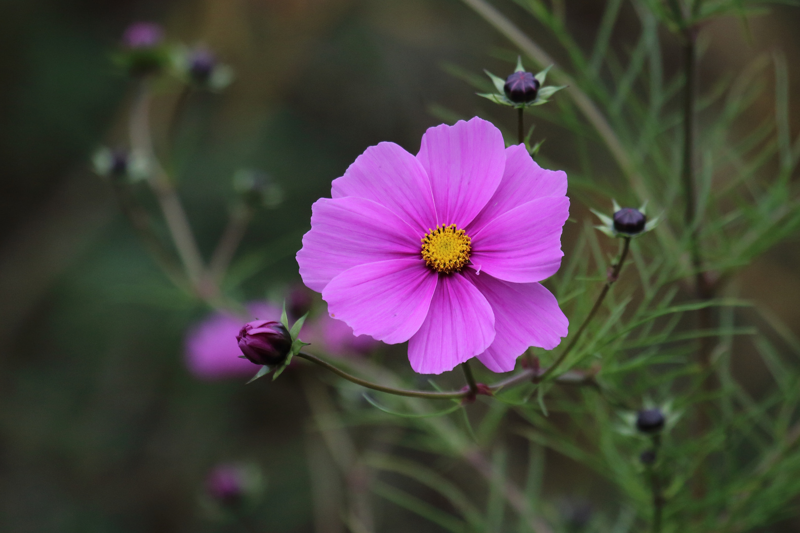 Blüte im Herbst