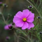 Blüte im Herbst