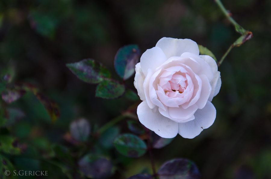 Blüte im Herbst